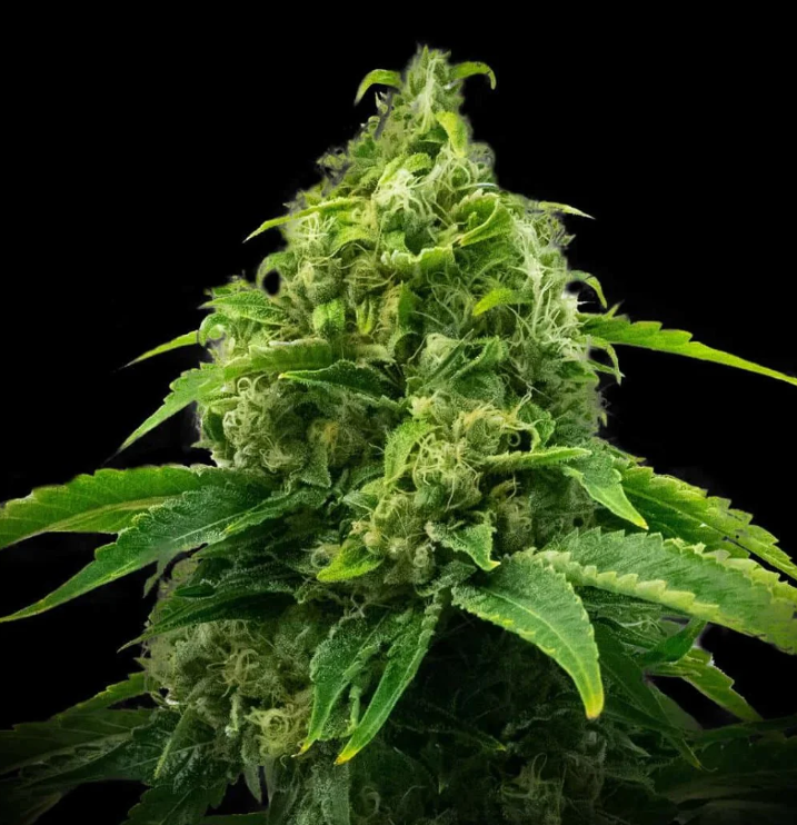 A bold, graphic illustration of a cannabis plant with geometric shapes