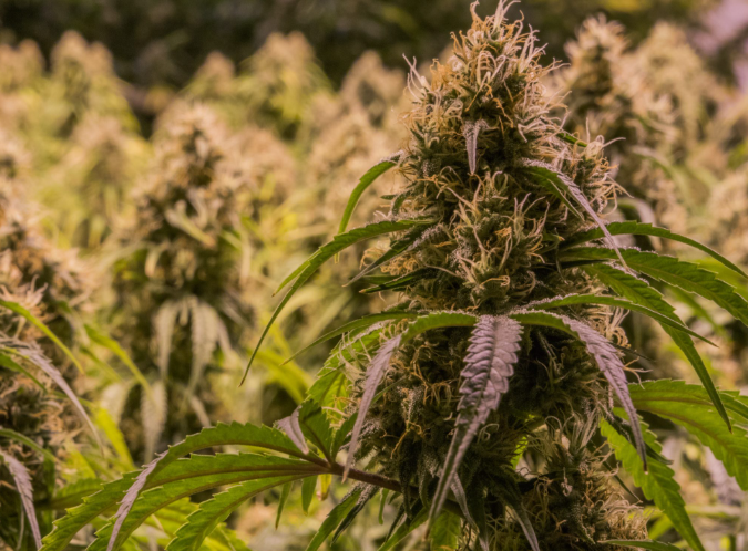 A minimalist diagram showing the key growth stages of a cannabis plant
