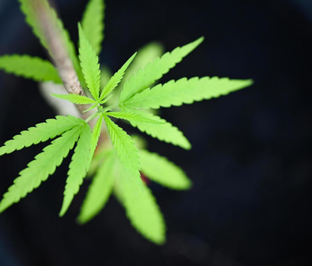 A pop-art style image of a cannabis flower with vibrant colors