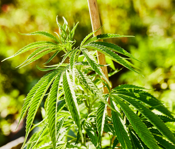A geometric composition featuring cannabis leaves arranged in a modern design pattern